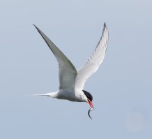 arctictern+fish_2B4A5178-DxO_a.jpg