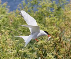 arctictern+fish_flying_3Q7A2556_DxO.jpg