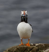 puffin_posingwithsandeels_3Q7A2462_DxO_ small.jpg