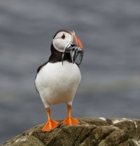 puffin_posingwithsandeels_3Q7A2493_DxO_small.jpg
