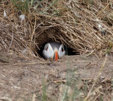 puffin_emerging_3Q7A2263_DxO.jpg
