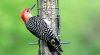 2017_05_27_2369_Red Beelied Woodpecker.jpg
