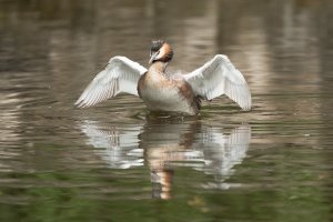 AE916452 Grebe washing-101.JPG