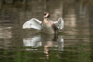 AE916452 Grebe washing-102.JPG