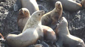 Sea lions_1D4_7276.JPG
