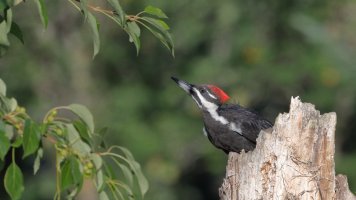 Little girl_s_18079.JPG