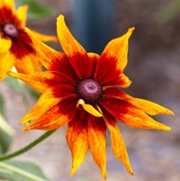 _MG_6742 copy copy.jpg