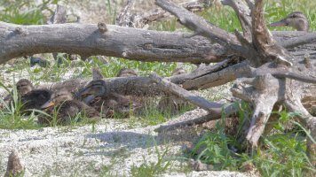 Mallard family_s_18226.JPG
