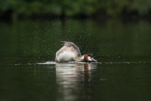 20170731-AE917976 Grebe wash-101.JPG
