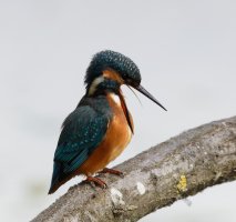 kingfisher_openmouth_3Q7A2812_small.jpg