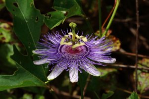 Passionflower 1 - f11 resized.JPG