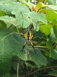 spider 1582 iphone copy.jpg