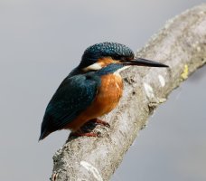 kingfisher_3Q7A3097_DxO_100-400II.jpg