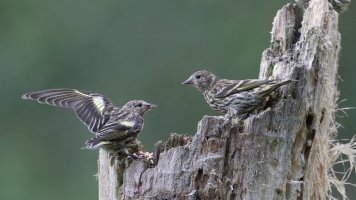 Pine siskins_s_18586.JPG