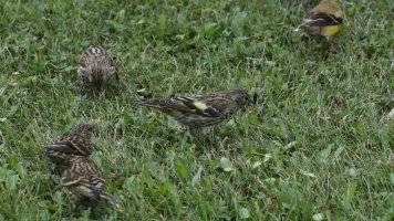Pine siskins_s_18640.JPG