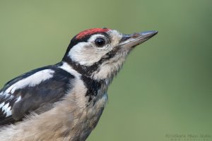 Grote bonte specht_6DII_00154.jpg