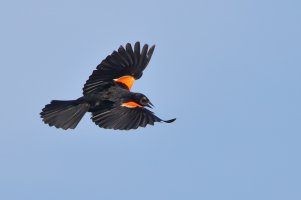 cape red wing 4x5 c.JPG