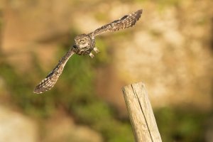 20170805-AE919623 Little Owl in flight-101.JPG