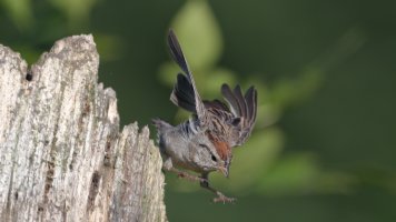 Chipping sparrow_s_19948.JPG