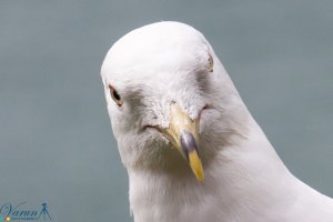 Ring Billed Gull(1).jpg
