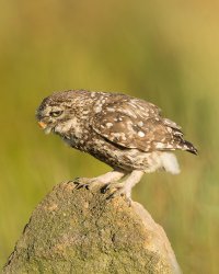 20170805-AE919549 Little owl with mealworm-101.JPG