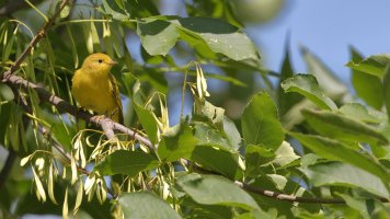 Yellow warbler_s_19808.JPG