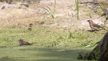 Splish splash_20184.JPG