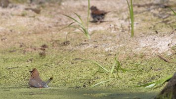 Splish splash_20202.JPG