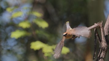 Cedar waxwing flight_s_20838 - Copy.JPG