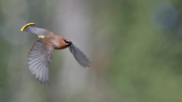 Cedar waxwing flight M_s_22336.JPG