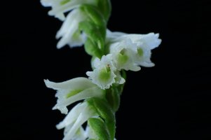 Slender Ladies' Tresses (Spiranthes gracilis) 5-Z-56 ET 1.JPG