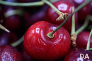 16 Macro Samples.jpg