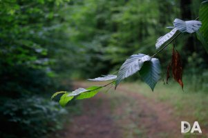 16 Macro Samples-3.jpg