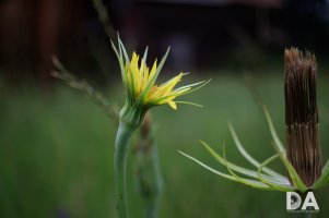 16 Macro Samples-4.jpg