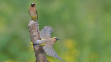 Cedar waxwing M takeoff_s_20313.JPG