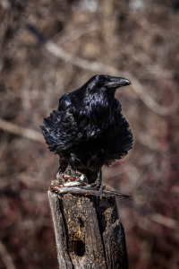 Raven.png