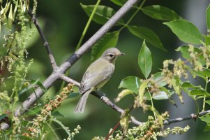 Flycatcher maybe_21257.JPG