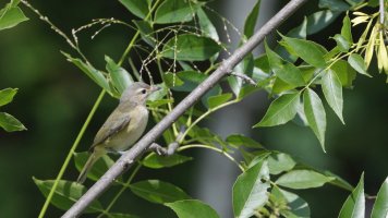 Flycatcher maybe_21261.JPG