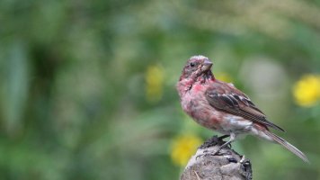 House finch_21672.JPG