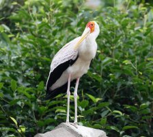 3Q7A3366_DxO_yellowbilledstork_smallCR.jpg