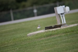 IMG_0289.jpg