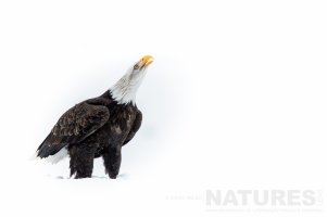 An Alaskan Bald Eagle looks to the skies.jpeg
