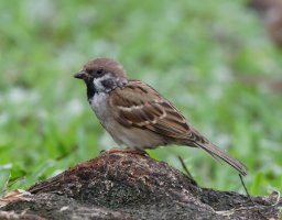 3Q7A3524_DxO_treesparrow.jpg