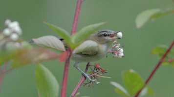 Vireo maybe_22349.JPG