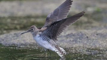 Solitary sandpiper_s_22633.JPG