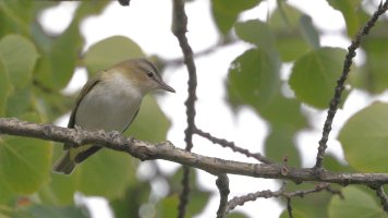 Vireo maybe2_22319.JPG