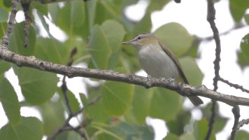 Vireo maybe2_22323.JPG