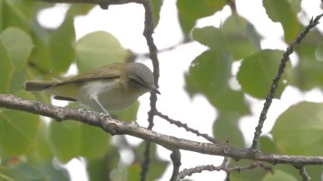 Vireo maybe2_22334.JPG