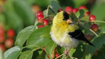 American Goldfinch_22692.JPG