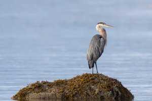 IMG_1004 sharpen.jpg